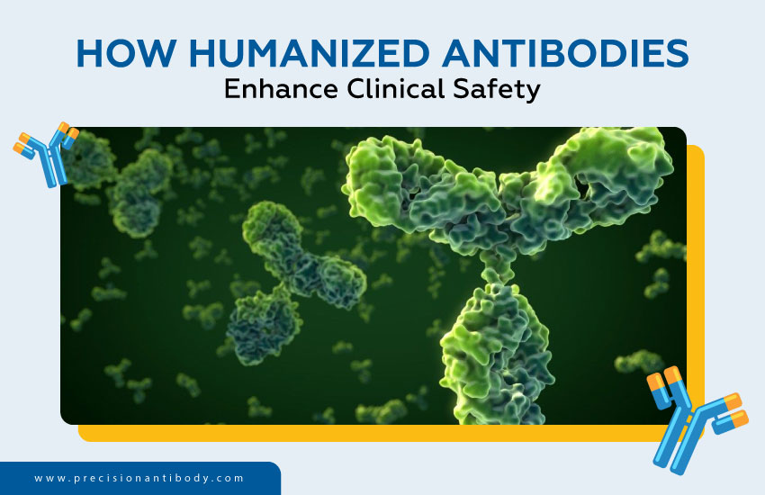How Humanized Antibodies Enhance Clinical Safety