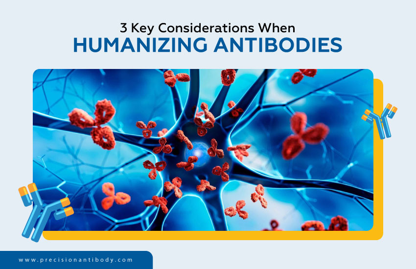 3 Key Considerations When Humanizing Antibodies