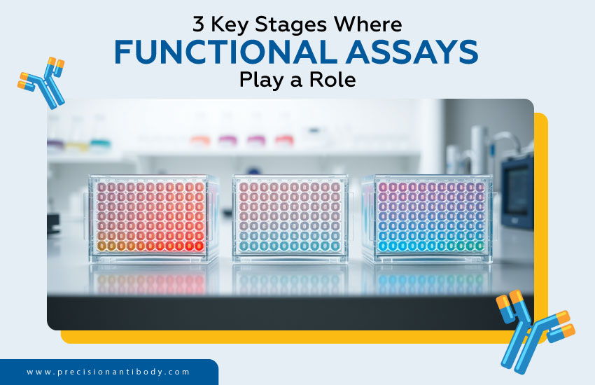 3 Key Stages Where Functional Assays Play a Role
