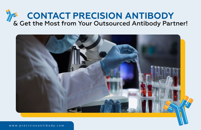 Contact Precision Antibody & Get the Most from Your Outsourced Antibody Partner!