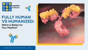 Fully Human vs Humanized: Which Is Better for Your Pipeline?