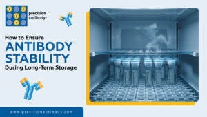 Why Antibody Stability is Critical for Drug Development & Diagnostics