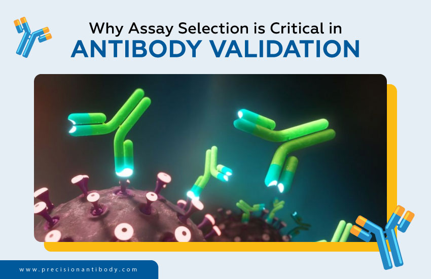 Why Assay Selection is Critical in Antibody Validation