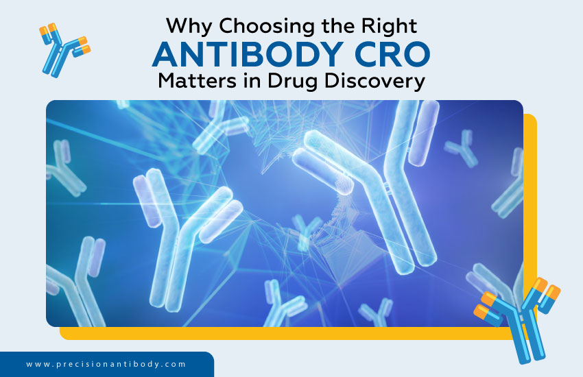 Why Choosing the Right Antibody CRO Matters in Drug Discovery