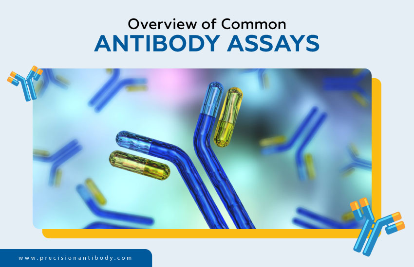 Overview of Common Antibody Assays