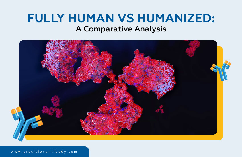 Fully Human vs Humanized: A Comparative Analysis