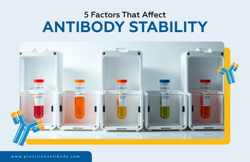 5 Factors That Affect Antibody Stability