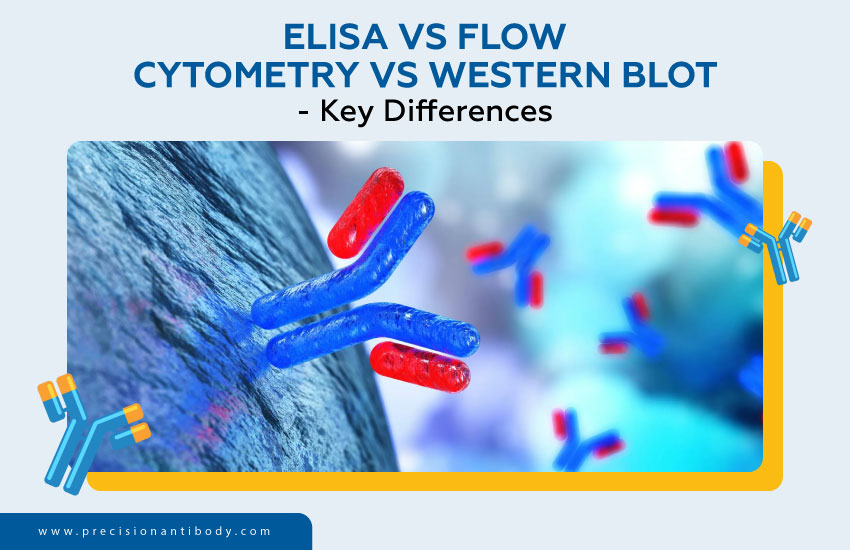 ELISA vs Flow Cytometry vs Western Blot - Key Differences