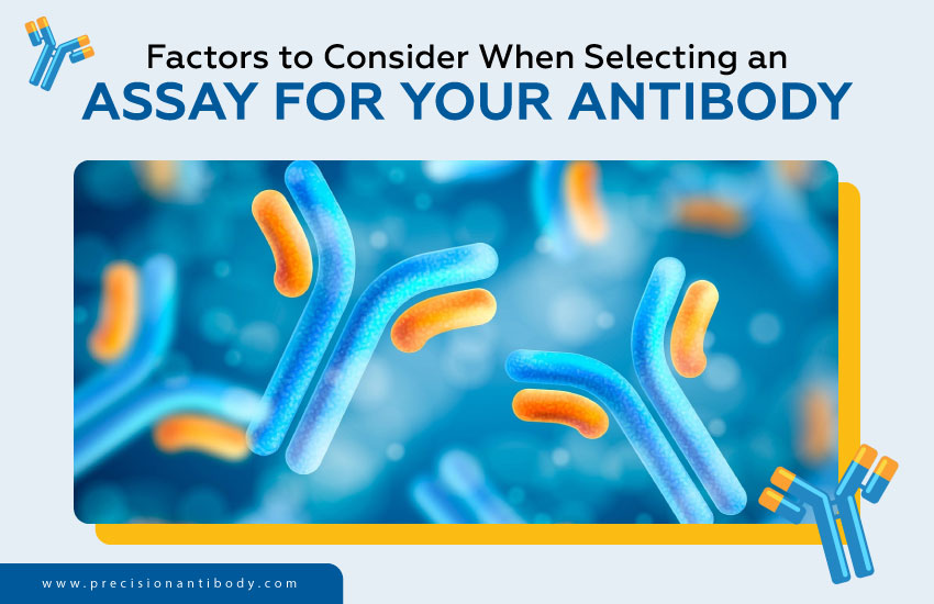 Factors to Consider When Selecting an Assay for Your Antibody