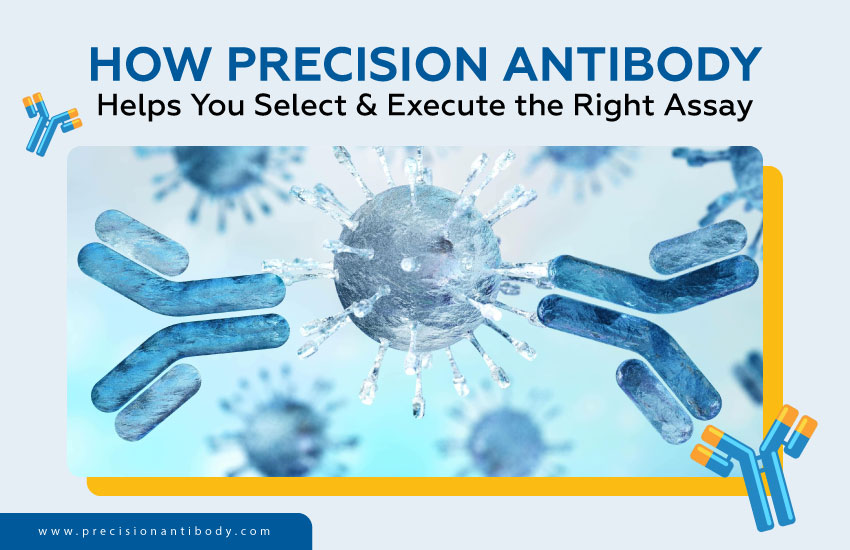 How Precision Antibody Helps You Select & Execute the Right Assay
